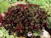 Alūnė ,Chocolate Ruffles' (lot. Heuchera)
